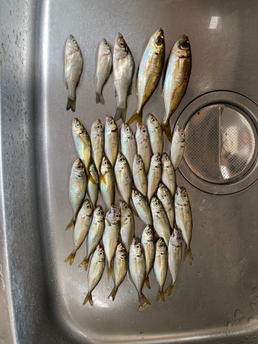 アジの釣果