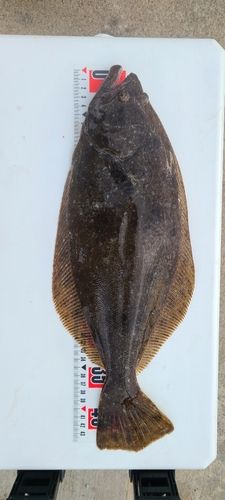 ヒラメ