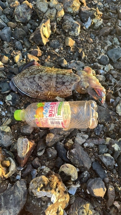 モンゴウイカの釣果