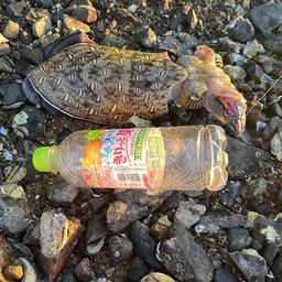 モンゴウイカ