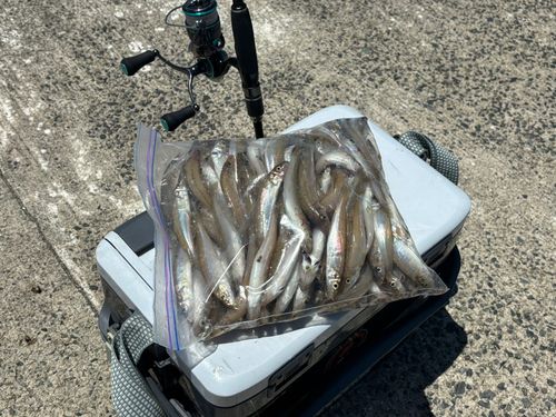キスの釣果