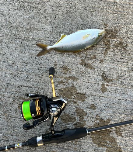 ショゴの釣果
