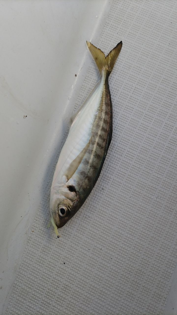 アジ