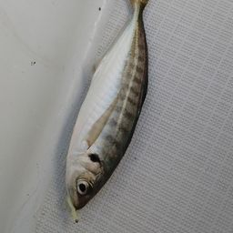 アジ