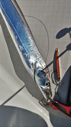 タチウオの釣果