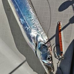 タチウオ
