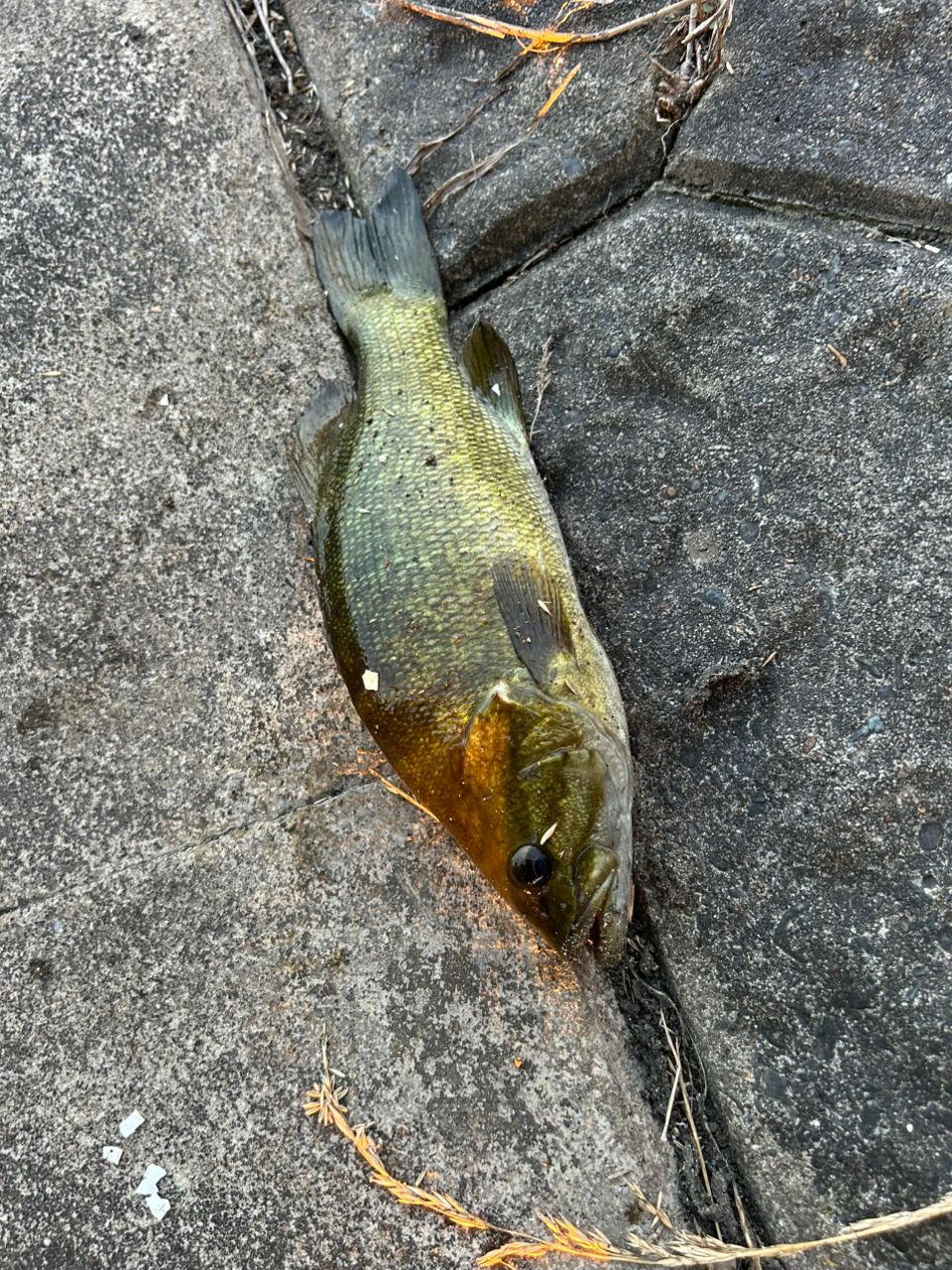 スモールマウスバス