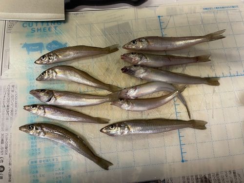 シロギスの釣果