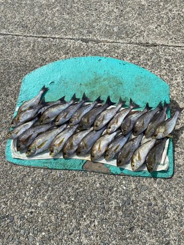 イサキの釣果