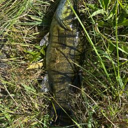 スモールマウスバス