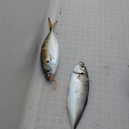 アジ