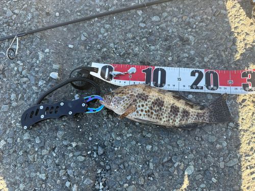 オオモンハタの釣果