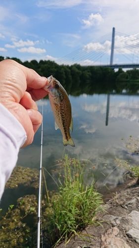 ラージマウスバスの釣果