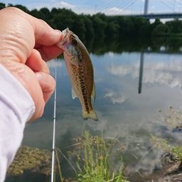 ラージマウスバス