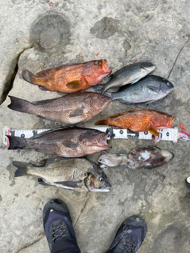 オオモンハタの釣果