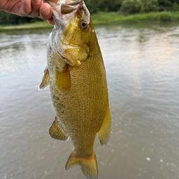 スモールマウスバス