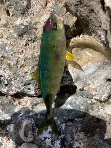 コゾクラの釣果