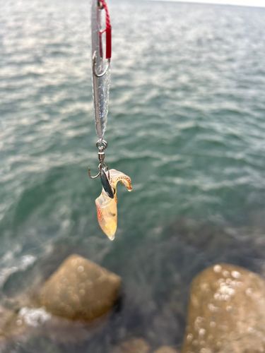 イカの釣果
