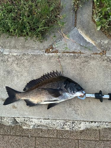 クロダイの釣果