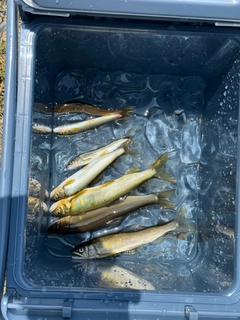 アユの釣果