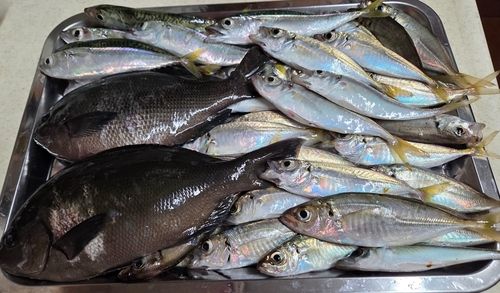 アジの釣果