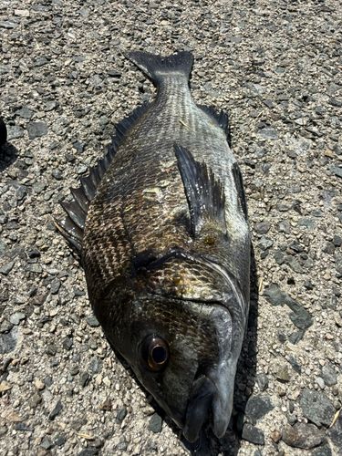チヌの釣果
