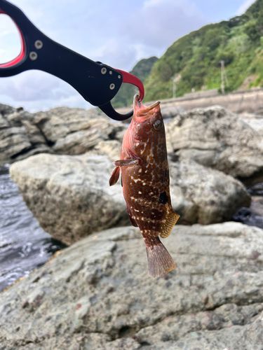 キジハタの釣果