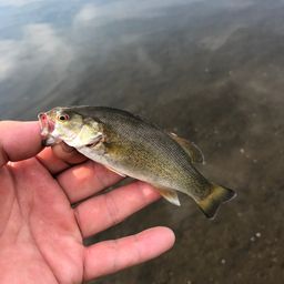 スモールマウスバス