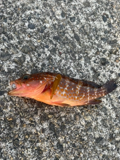 キジハタの釣果