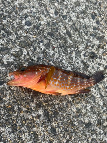キジハタの釣果
