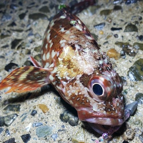 カサゴの釣果