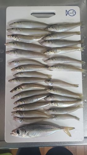 シロギスの釣果