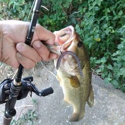 ラージマウスバス