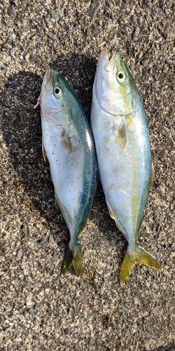 ワカシの釣果