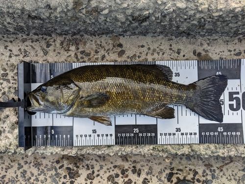 スモールマウスバスの釣果
