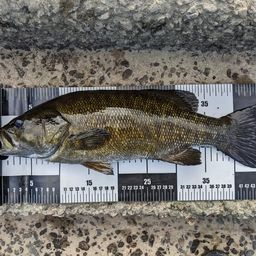 スモールマウスバス