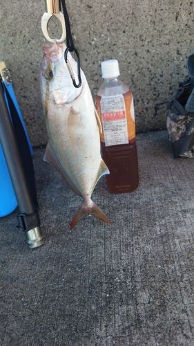 ネリゴの釣果