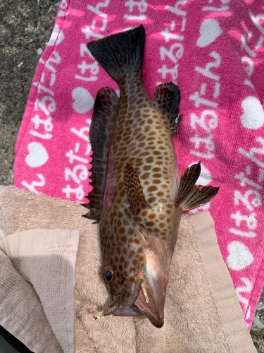 オオモンハタの釣果