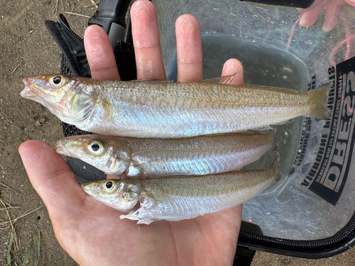 シロギスの釣果