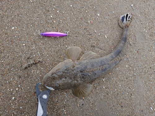 マゴチの釣果