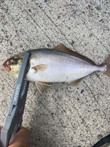 ショゴの釣果