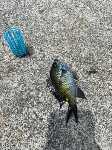 マダコの釣果