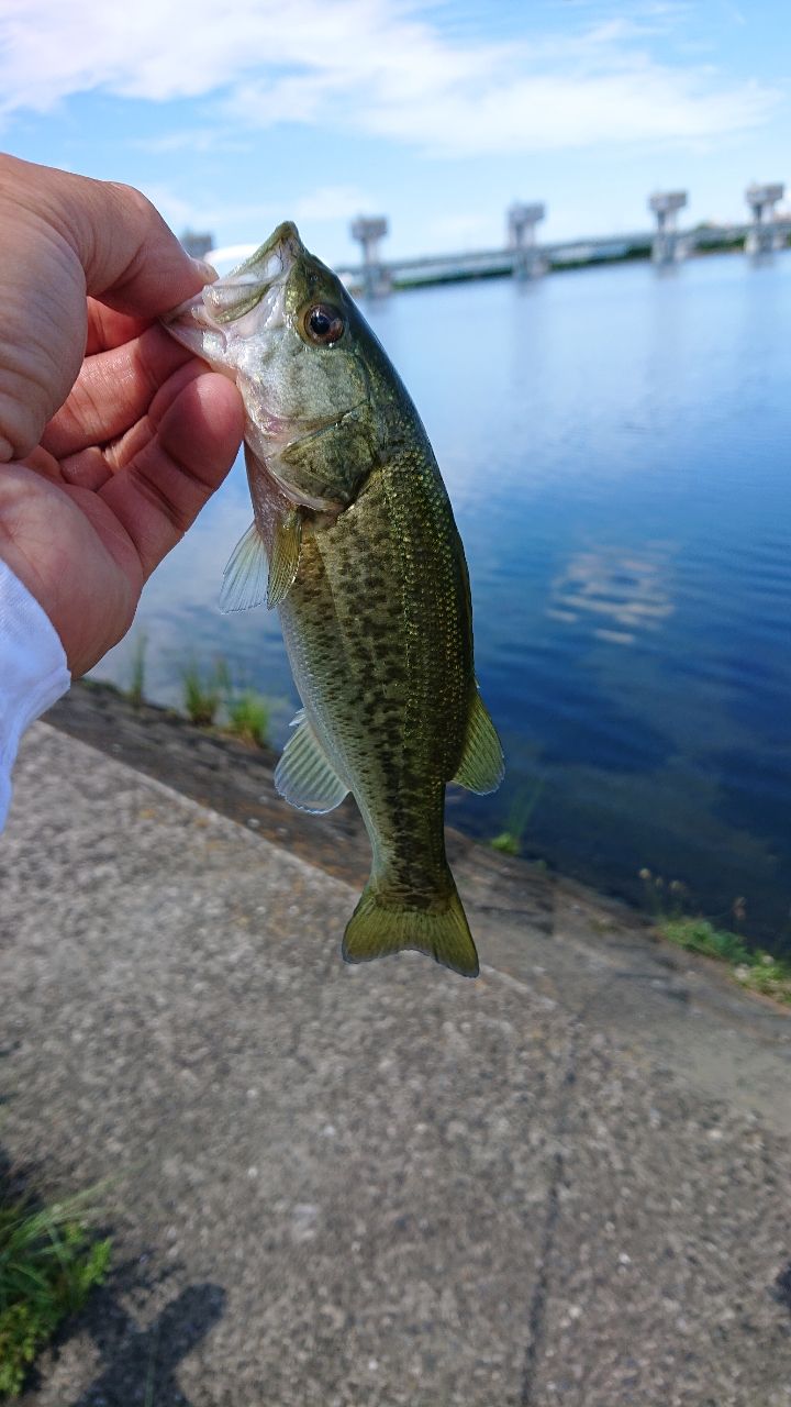 DAIWA 22ハートランド AGS 852ML+FS-SV AGS22の最安値・インプレ