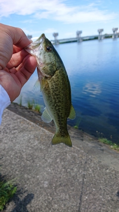 ラージマウスバスの釣果