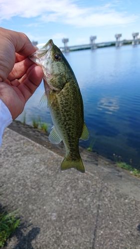 ラージマウスバスの釣果