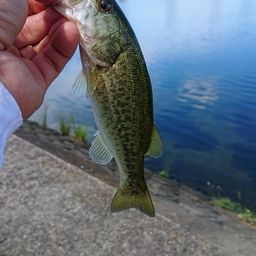 ラージマウスバス