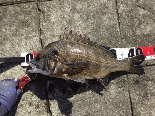 チヌの釣果