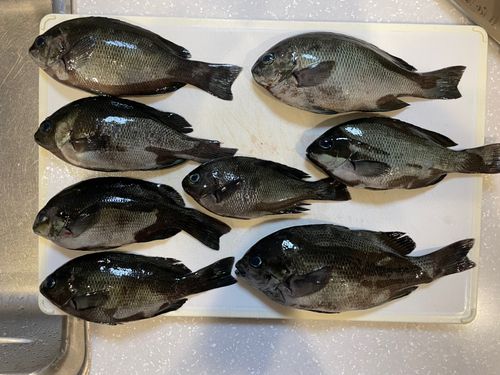 グレの釣果