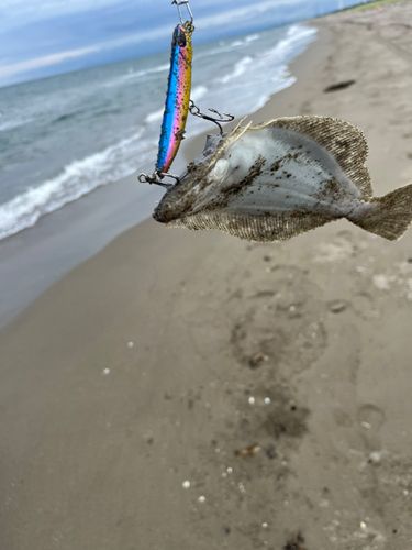 ソゲの釣果