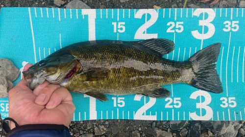 スモールマウスバスの釣果